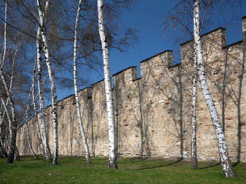 medieval walls behind trees in Prague.